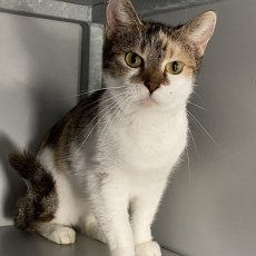 Pixie, poes, 1,5 jaar
