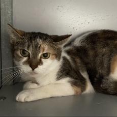 Pixie, poes, 1,5 jaar