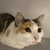 Pleun, poes, 4 jaar