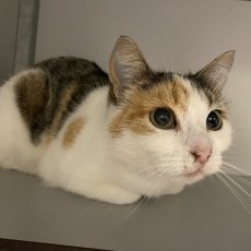 Manon en Pleun, poes, 4 jaar