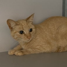 Pleuntje, poes, 2 jaar