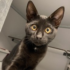 Pluto en Pippa, poes & kater, 4-5 maanden