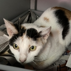 Posje en Polka, poes, 8 maanden en 1 jaar