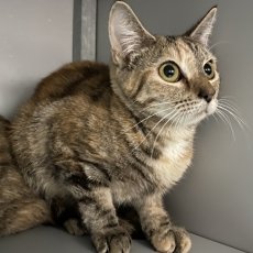 Polly, poes, 7 maanden