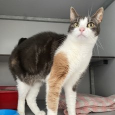Pommies, poes, 8 jaar