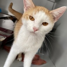 Posje, poes, 8 maanden