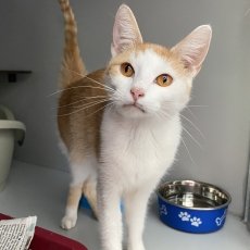 Posje en Polka, poes, 8 maanden en 1 jaar