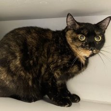 Mista en Pringles, poes, 4,5 - 6,5 jaar