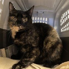 Mista en Pringles, poes, 4,5 - 6,5 jaar