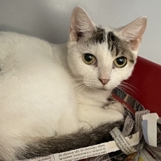 Pykje en Piertje, poes, ong 6 maanden