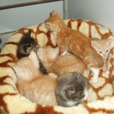 6 kittens van Soemba, , 11 weken