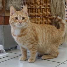 Ross en Rickje, katers