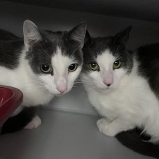 Muisels en Riffs, kater, 6,5 jaar