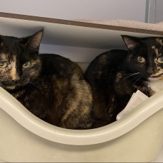 Rita en Riet, poes, 4,5 en 1 jaar