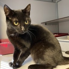 Snoetie en Robientje, poes, 8 maanden