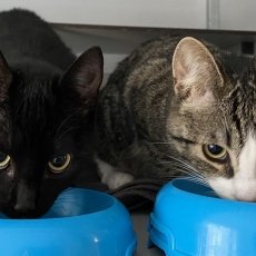 Snoetie en Robientje, poes, 8 maanden