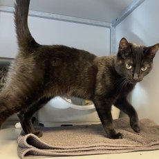 Snoetie en Robientje, poes, 8 maanden