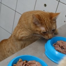 Ross en Rickje, katers,