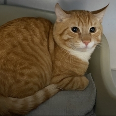 Rubius, kater, 4 jaar