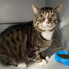 Sall, kater, 8 jaar