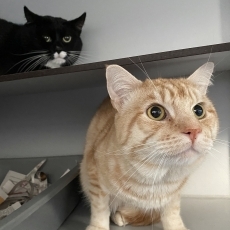 Neno en Sho, kater, 4 jaar