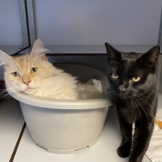 Sami en Guusy, poes & kater, 7 en 3,5 jaar