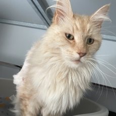 Sami en Guusy, poes & kater, 7 en 3,5 jaar