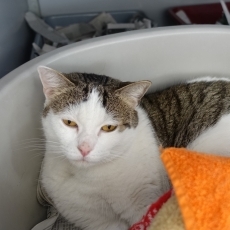 Sans, kater, 9 jaar