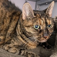 Santy, poes, 11,5 jaar