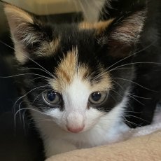 kittens, poes & kater, 10-12 weken