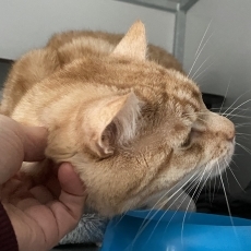 Neno en Sho, kater, 4 jaar
