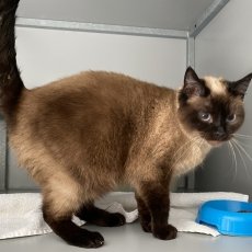 Meesje en SiaSeal, poes & kater, 4 jaar