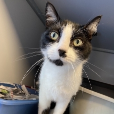 Smurfke, kater, 3,5 jaar