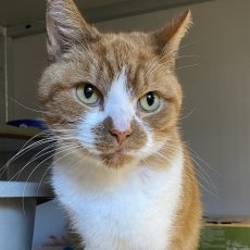 Snoet, kater, 8 jaar