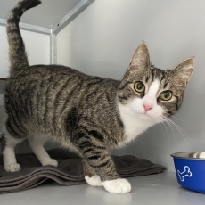 Snoetie en Robientje, poes, 8 maanden