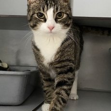 Snoetie en Robientje, poes, 8 maanden