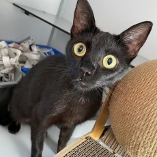 Soba, poes, 1,5 jaar