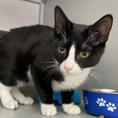 Spik en Span, kater, ong 5 maanden