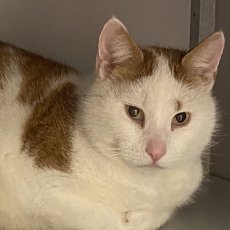 Sparky, kater, 10 jaar