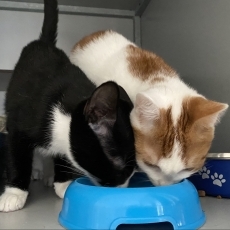 Spik en Span, kater, ong 5 maanden