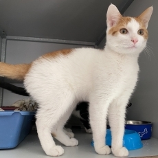 Spik en Span, kater, ong 5 maanden