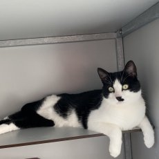 Sprang, kater, 2 jaar