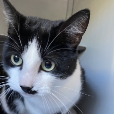 Sprang, kater, 2 jaar