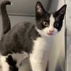 Suni, poes, 3-4 maanden