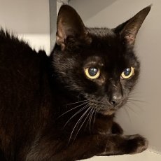 Tedo, kater, 10 jaar