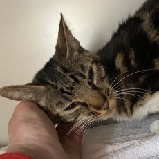 Tinke en Tessie, poes, 1,5 jaar