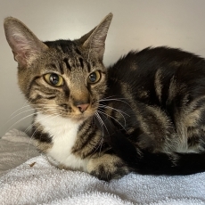 Tinke en Tessie, poes, 1,5 jaar