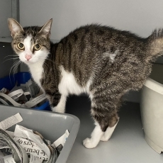 Theetje, poes, 2,5 jaar