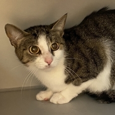 Theetje, poes, 2,5 jaar