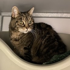 Tieme en Floor, poes, 10-11 jaar